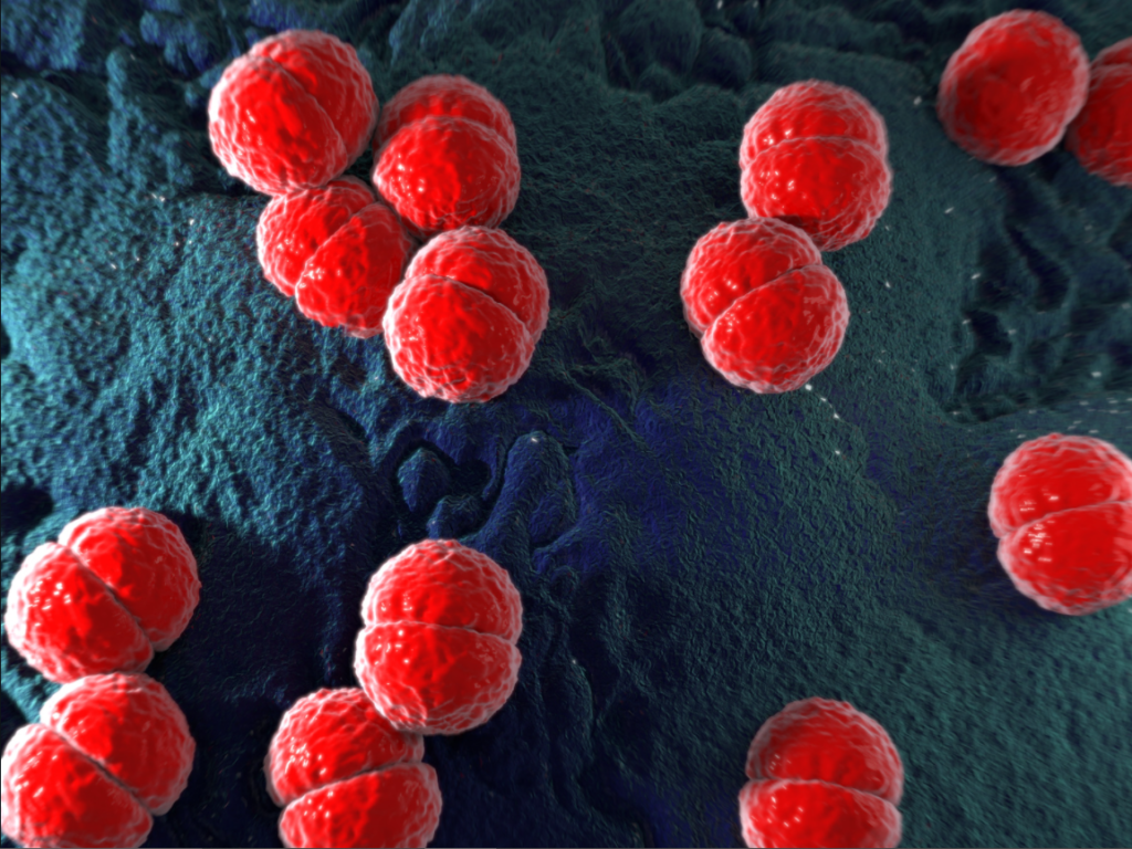 imagem ilustrativa da bactéria