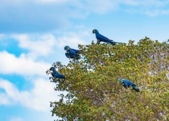 ‘Inovar não é mais opção. É condição de permanência’, reforça Helton Freitas